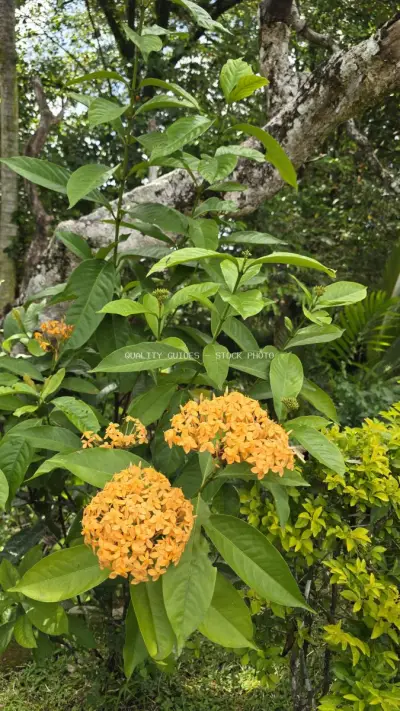 Vibrant Yellow Flowers Tropical Garden Bali Temple - stock photo