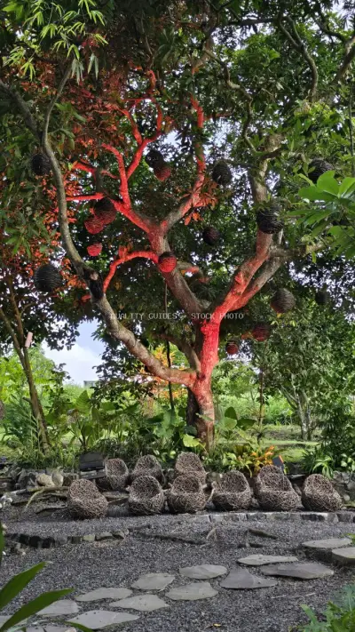 Vibrant Red Tree Bali Garden Landscape Nature - stock photo