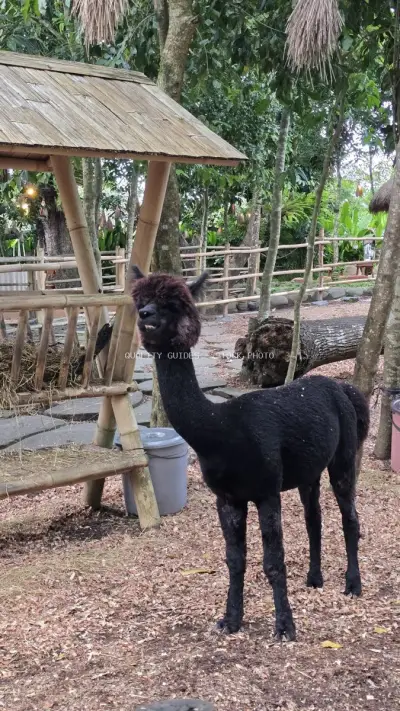 Black Llama at Tropical Farm in Bali, Indonesia - stock photo