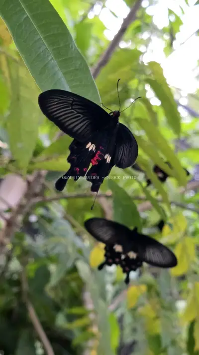 Black Swallowtail Butterflies on Tropical Green Leaves - stock photo