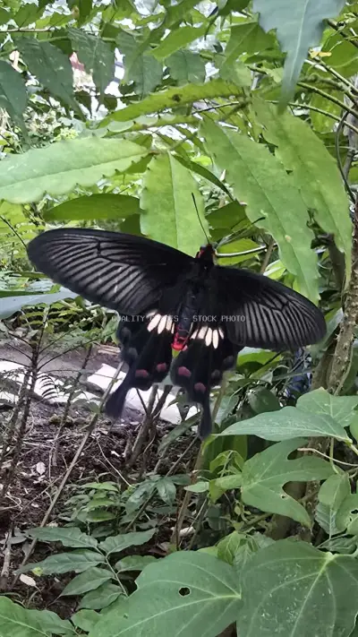 Black Swallowtail Butterfly in Tropical Garden Bali - stock photo