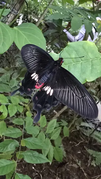 Black Butterfly with White Markings on Green Foliage - stock photo