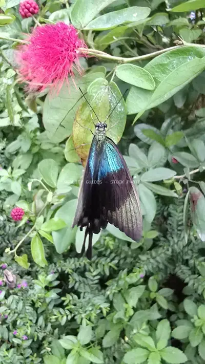 Black Butterfly on Pink Flower in Tropical Garden - stock photo