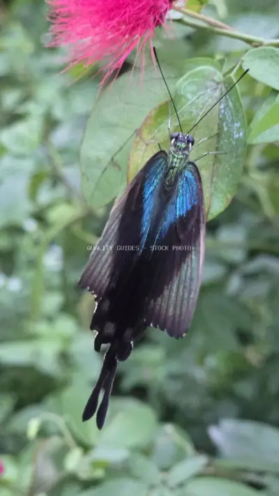 Black Butterfly with Blue Wings on Pink Flower Bali - stock photo