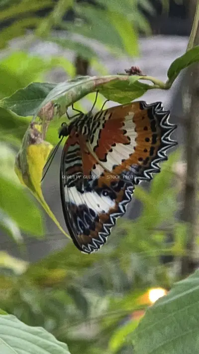 Colorful Butterfly Perched on Green Leaf in Bali - stock photo