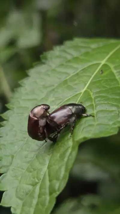 Dark Brown Beetle on Green Leaf Close-up Nature - stock photo