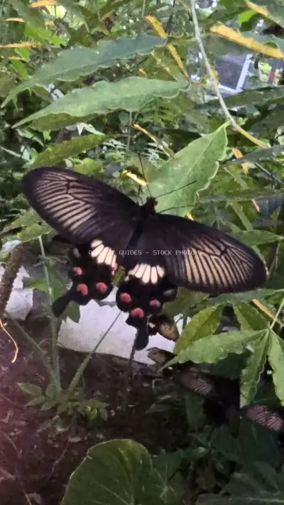 Black Swallowtail Butterfly on Tropical Green Foliage Bali - stock photo