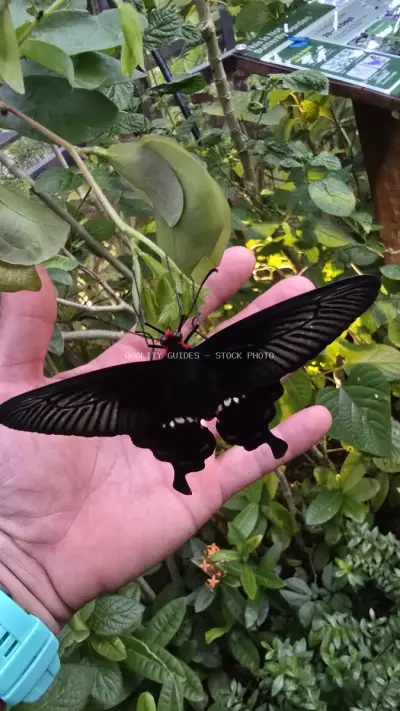 Black Butterfly on Pink Hand in Tropical Garden Bali - stock photo