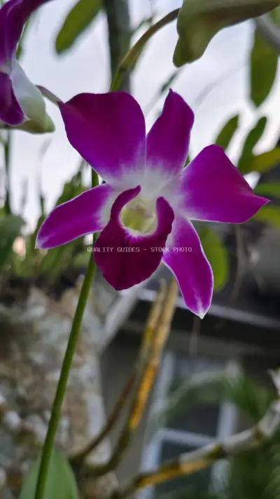 Vibrant Purple Orchid Flowers Bali Garden Close-up - stock photo