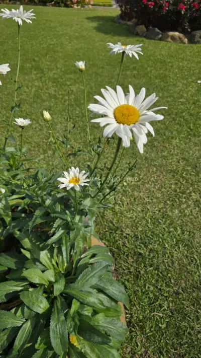 White Daisies Blooming in Lush Garden Landscape - stock photo