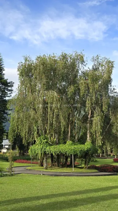 Majestic Weeping Willow Tree at Ulun Danu Beratan Temple Bali - stock photo
