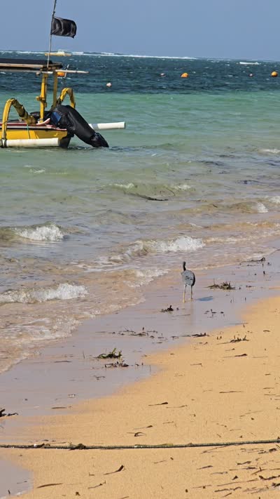 Sanur Beach Bali footage with traditional jukung boat, walking bird, and turquoise ocean waves. - stock photo