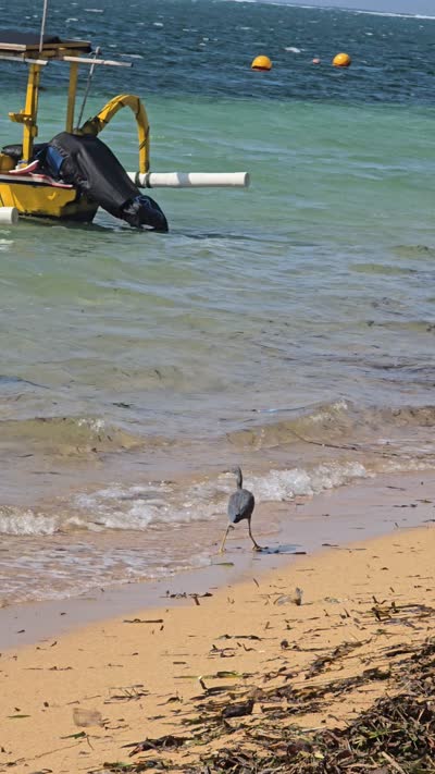 Grey bird flying from a sandy beach with turquoise ocean and traditional boat in Bali. - stock photo