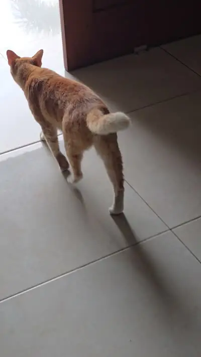 Curious Cat Walks to Poolside Doorway B-roll Footage in Bali Guesthouse - stock photo