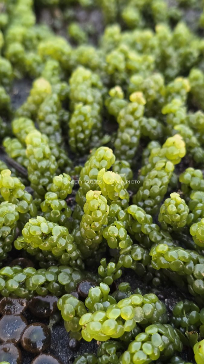Close-up of vibrant green sea grapes algae on dark wet rocks. - stock photo
