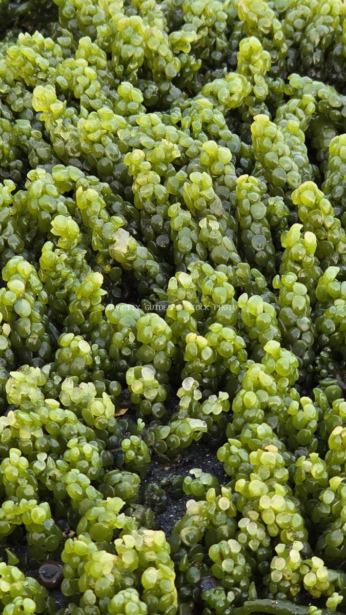 Close-up of vibrant green sea grapes algae with bubble-like texture on a dark substrate. - stock photo