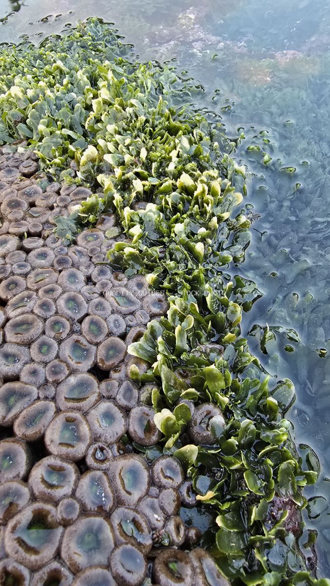 Close-up of green seaweed and circular marine organisms on a rocky beach shore in Bali. - stock photo