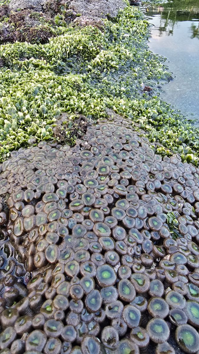 Close-up of green zoanthid coral polyps and algae on rocks at Mengening Beach, Bali. - stock photo