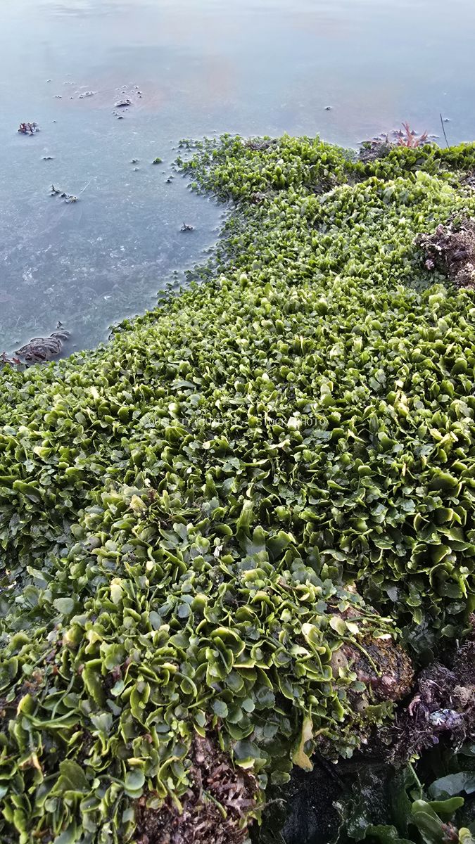 Close-up of bright green algae covering coastal rocks next to calm ocean water. - stock photo