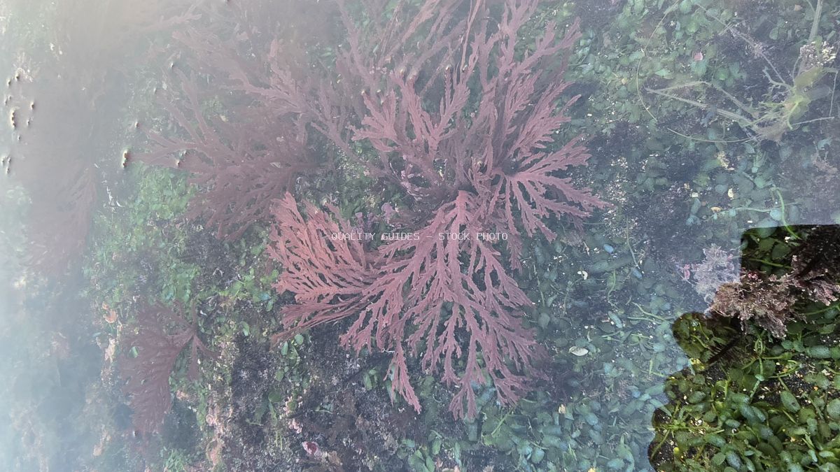 Vibrant red seaweed and green algae visible through clear shallow water in a tide pool. - stock photo