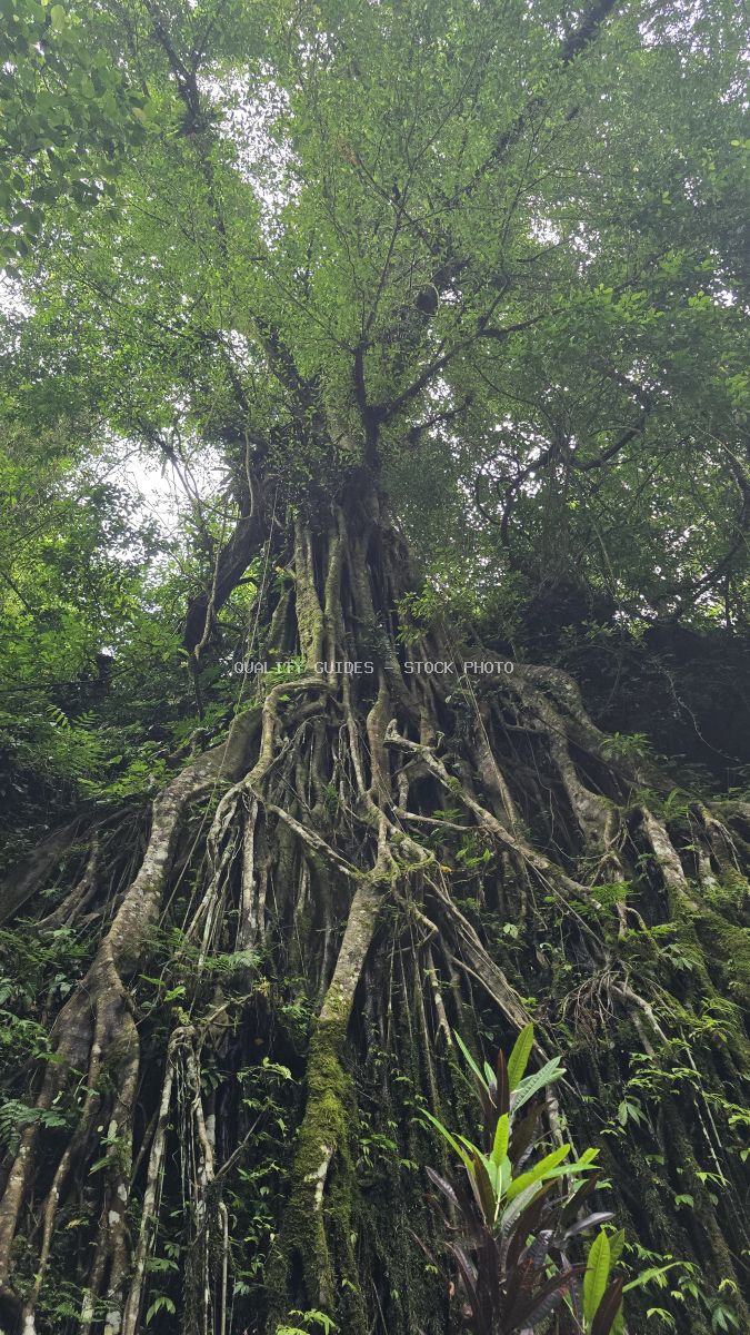 Ancient banyan tree with extensive aerial roots in lush Bali jungle canopy - stock photo