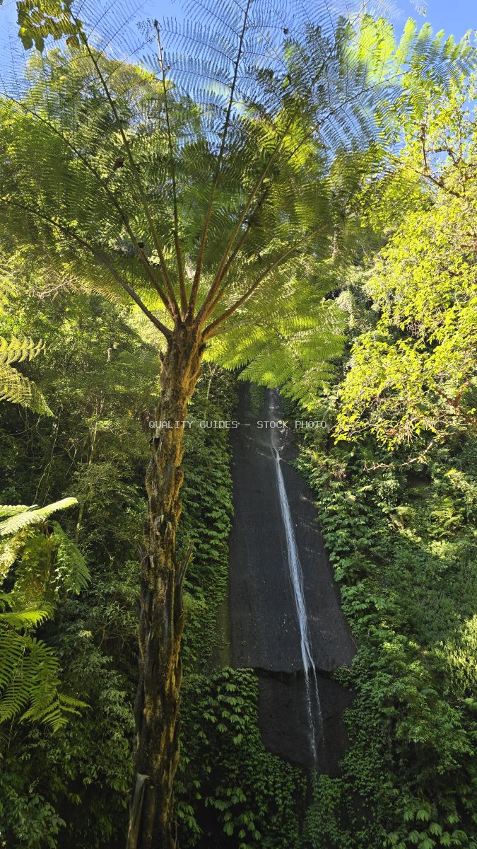 Tropical waterfall hidden in dense jungle with fern trees and lush green vegetation in Bali - stock photo