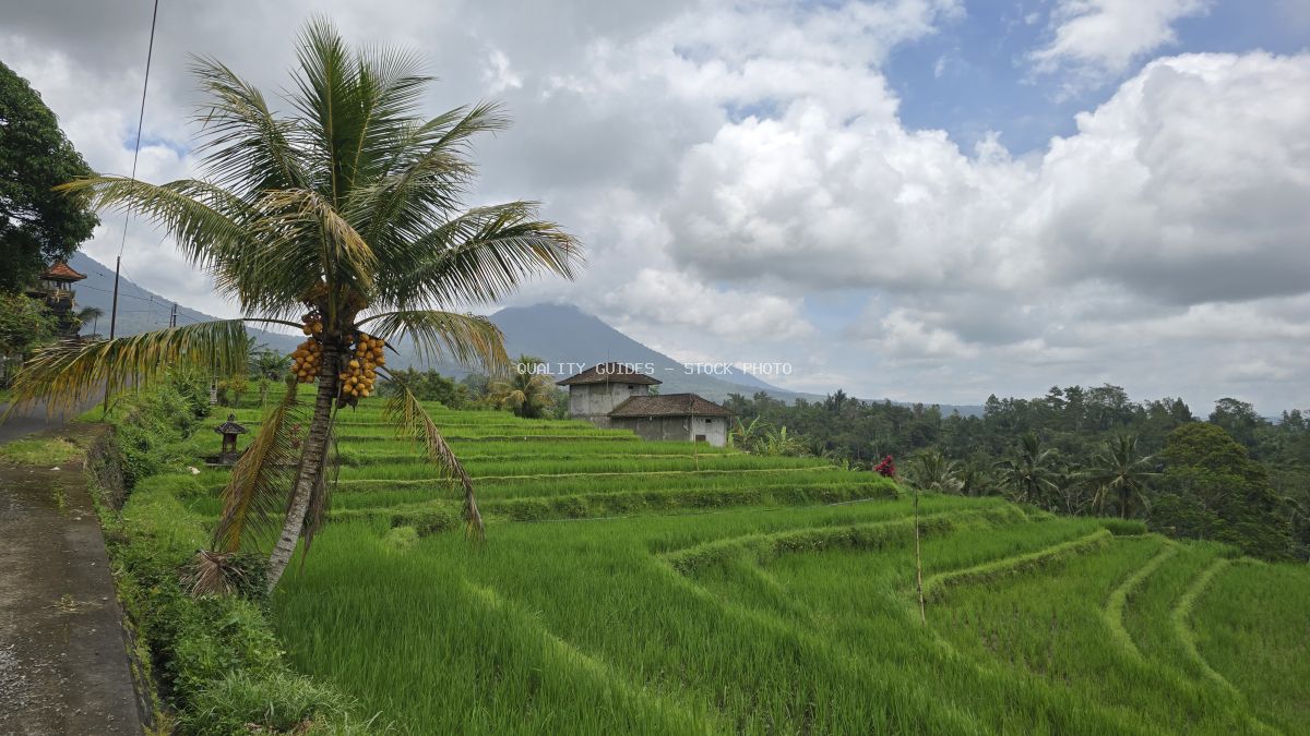Jatiluwih Rice Terraces in Bali with coconut palm, traditional houses, and volcanic mountain backdrop - stock photo