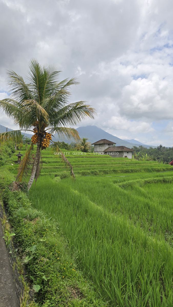 Lush green rice terraces in Jatiluwih Bali with coconut palm, traditional farm buildings, and volcanic mountain in background - stock photo
