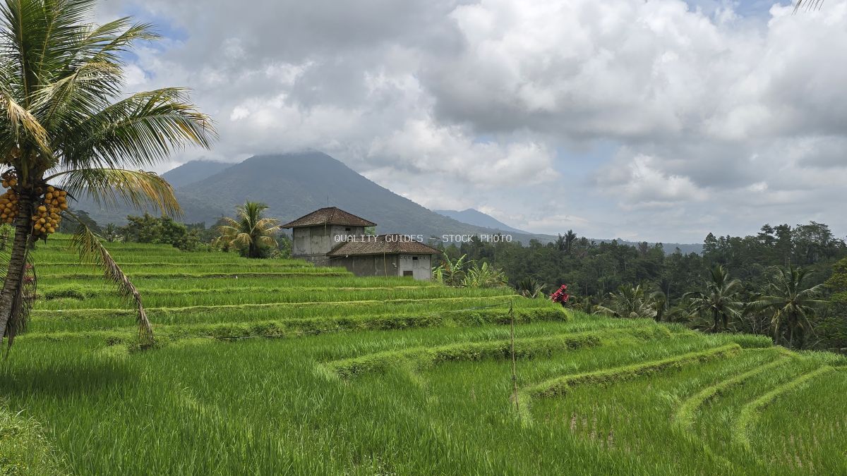 Jatiluwih Rice Terraces in Bali with green paddies, traditional structure, and volcanic mountain backdrop - stock photo