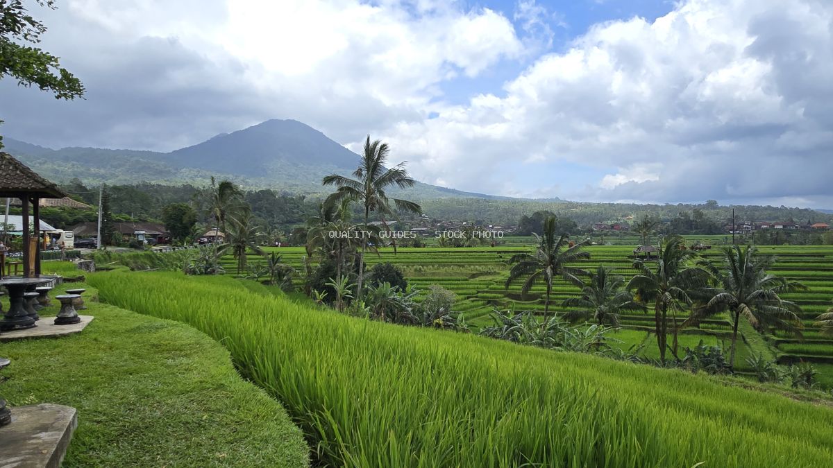 Aerial view of Jatiluwih Rice Terraces in Bali with green paddies, coconut palms, and volcanic mountain backdrop - stock photo