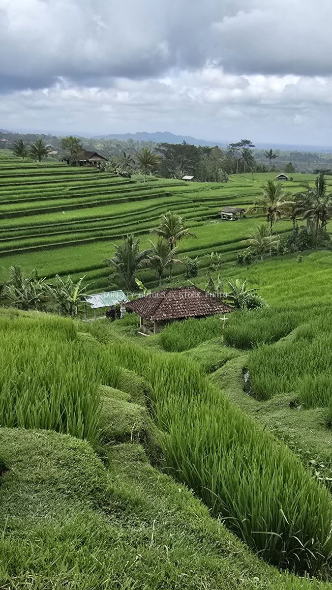 Aerial view of Jatiluwih Rice Terraces in Bali with traditional huts, coconut palms, and layered green rice paddies under cloudy sky - stock photo