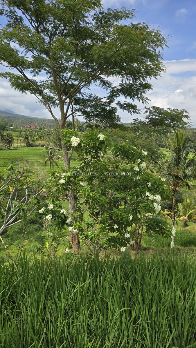 Lush green rice terraces in Bali with flowering white tree and mountain backdrop - stock photo