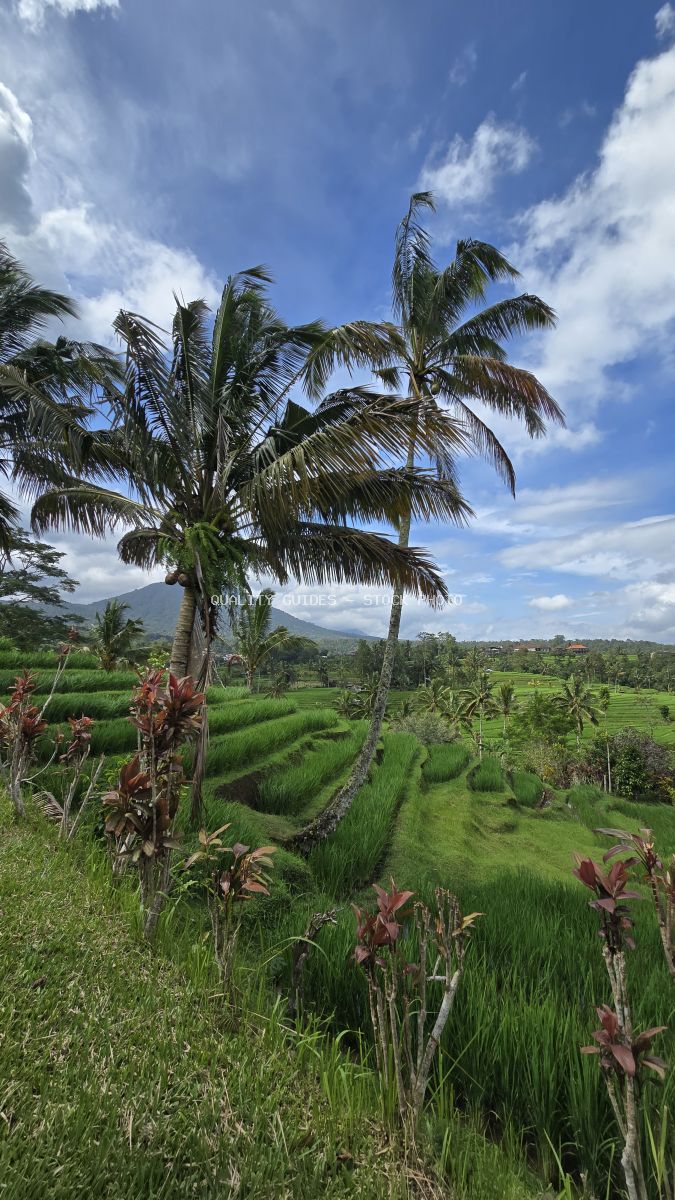 Lush green rice terraces in Jatiluwih Bali with coconut palm tree and red tropical flowers under blue sky - stock photo