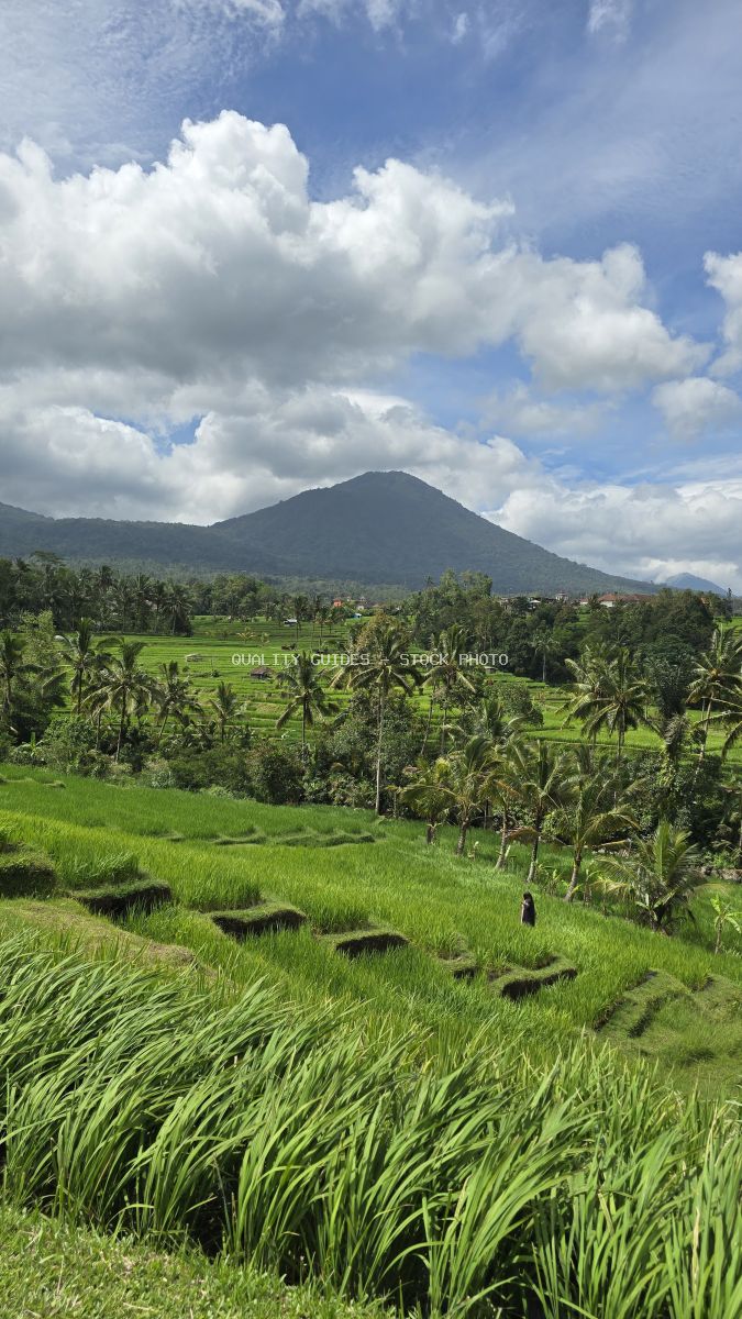 Jatiluwih Rice Terraces in Bali with volcanic mountain, green rice paddies, coconut palms, and dramatic cloudy sky - stock photo