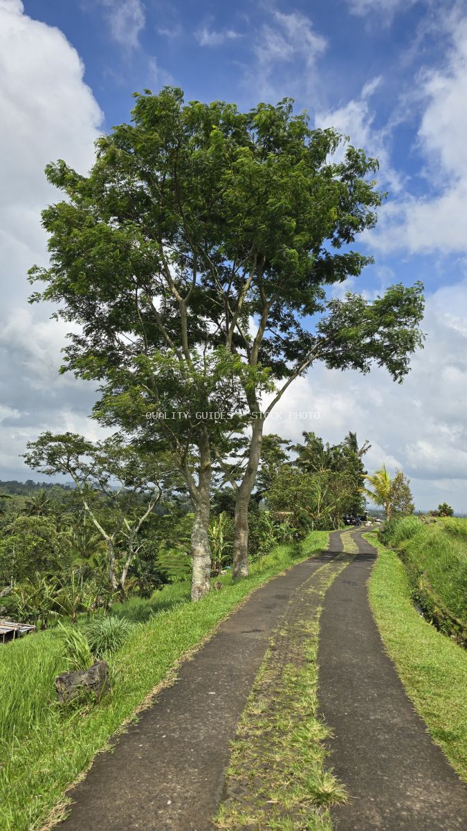 Tall tree with lush green canopy on rural asphalt road in Bali rice terraces with blue sky and clouds - stock photo