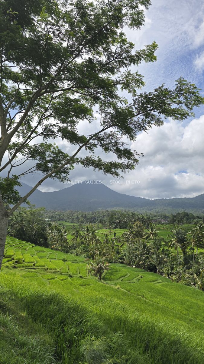 Emerald rice terraces with volcanic mountain backdrop at Jatiluwih, Bali, Indonesia - stock photo