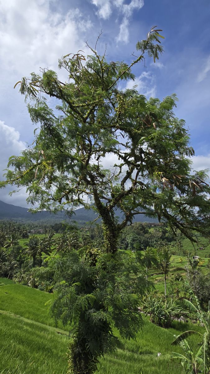 Ancient gnarled tree in Jatiluwih Rice Terraces, Bali, with green rice paddies and mountains in background - stock photo