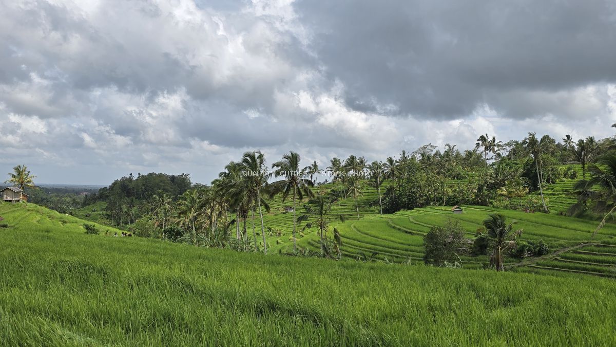 Aerial view of Jatiluwih Rice Terraces in Bali with emerald green paddies, palm trees, and dramatic cloudy sky - stock photo