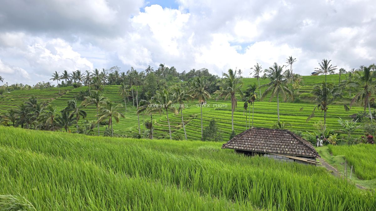 Aerial view of Jatiluwih Rice Terraces in Bali with green rice paddies, traditional thatched roof structure, coconut palms, and dramatic cloudy sky - stock photo
