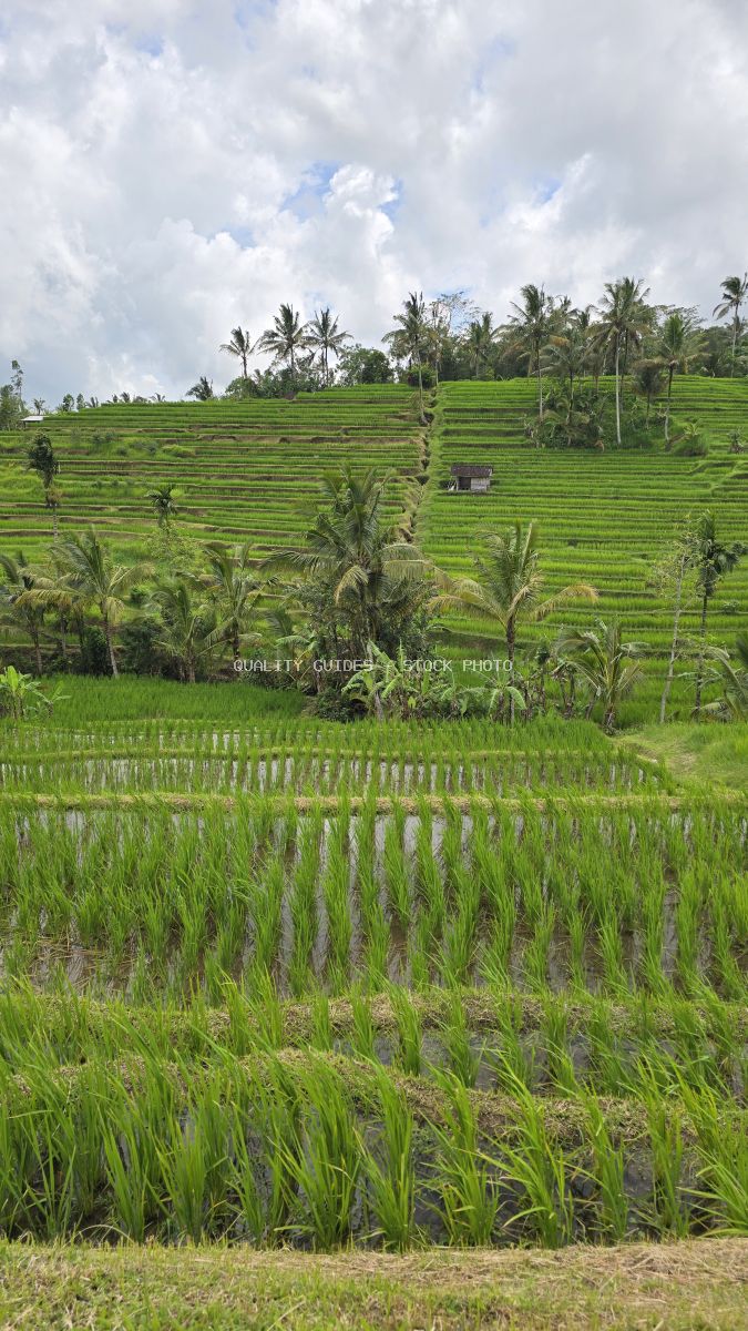 Jatiluwih Rice Terraces in Bali with cascading green rice paddies, coconut palms, and cloudy sky - stock photo