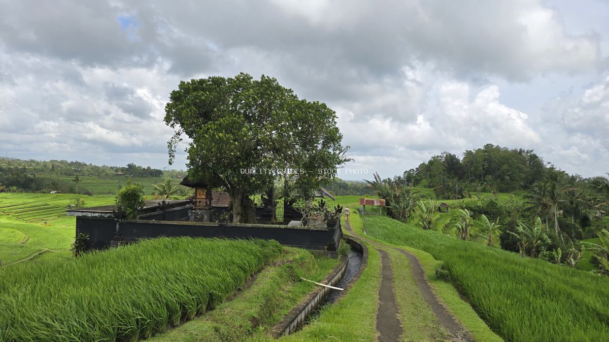 Aerial view of Jatiluwih Rice Terraces in Bali with green paddies, traditional farm structure, and tropical sky - stock photo