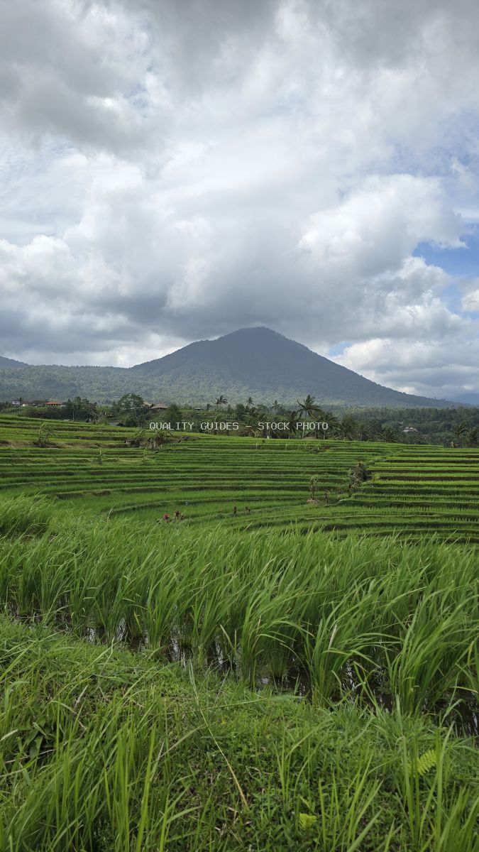 Jatiluwih rice terraces in Bali with lush green paddies and volcanic mountain backdrop under cloudy sky - stock photo