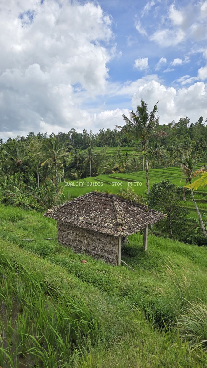 Traditional thatched hut overlooking emerald rice terraces with coconut palms under blue sky with white clouds in Jatiluwih, Bali - stock photo