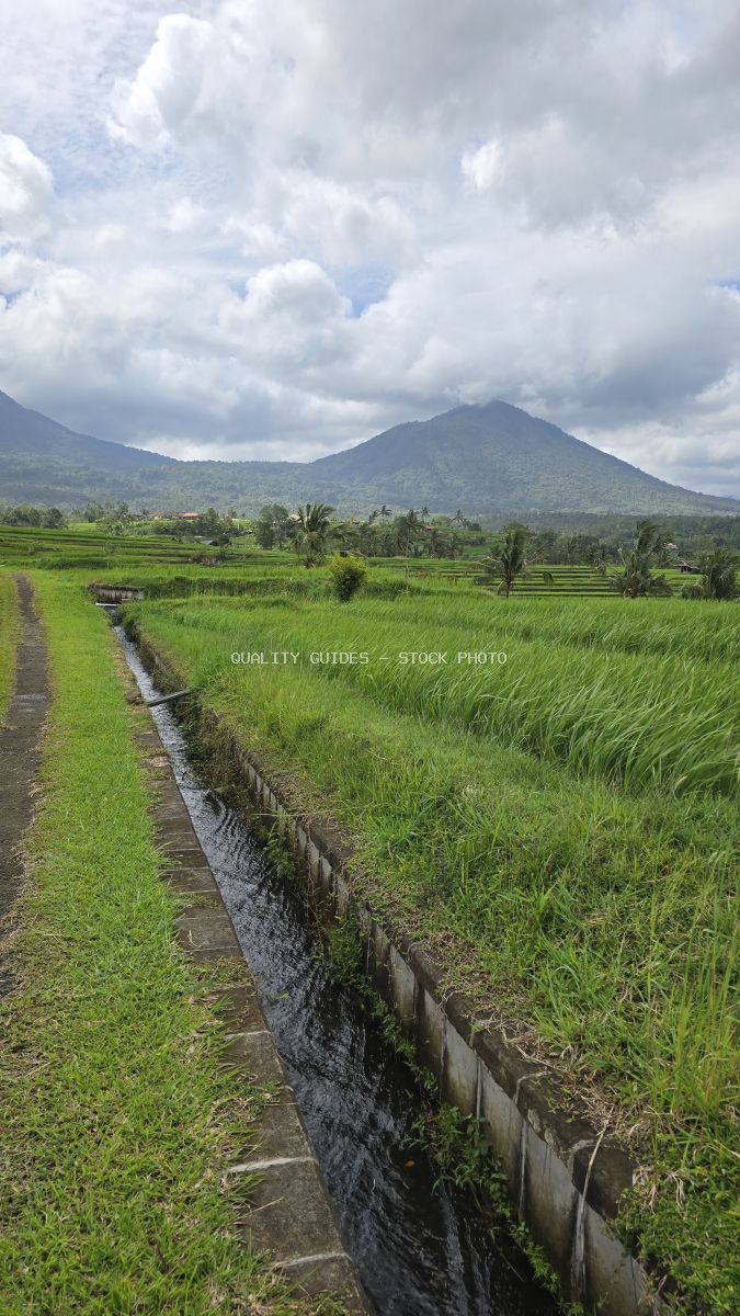 Aerial view of Jatiluwih Rice Terraces in Bali with emerald paddies, irrigation channels, and volcanic mountain backdrop - stock photo