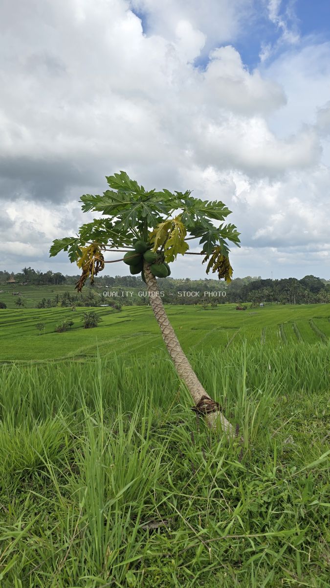 Papaya tree with yellow fruit standing in green rice paddies with terraced fields and cloudy sky in Bali - stock photo