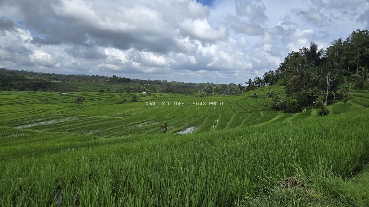 Lush green rice terraces in Jatiluwih Bali with water channels and dramatic cloudy sky - stock photo