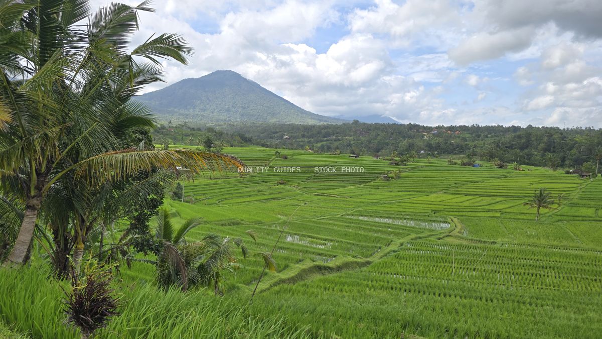 Aerial view of Jatiluwih Rice Terraces in Bali with green paddies, volcanic mountain, and palm trees - stock photo