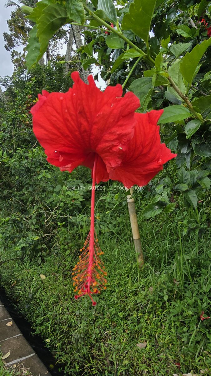 Bright red hibiscus flower with long stamens blooming in lush tropical garden, Bali - stock photo