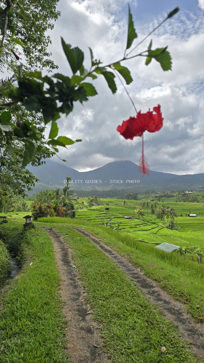 Red flower framing emerald rice terraces with mountain and cloudy sky in Bali - stock photo
