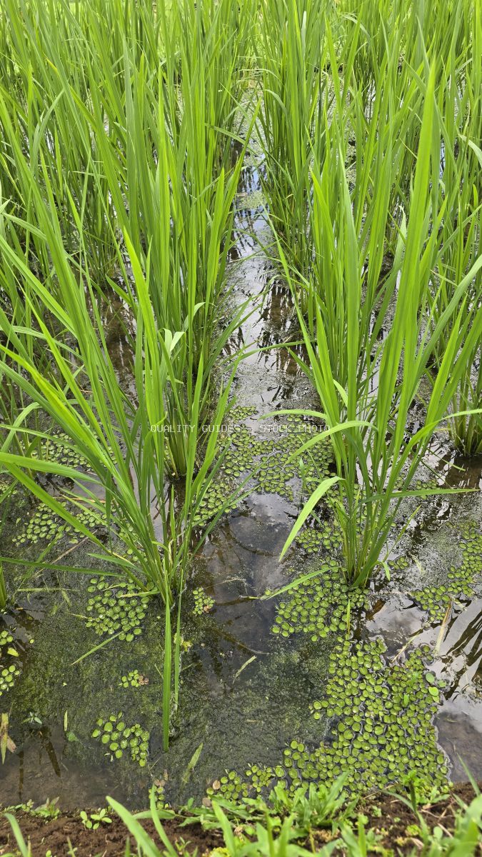 Close-up of green rice shoots in flooded paddy field with water channels and duckweed, Bali Indonesia - stock photo